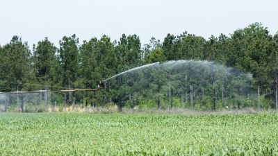 Imagen de un campo de cultivo.