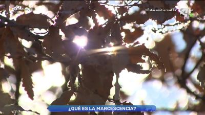 Marcescencia, belleza invernal