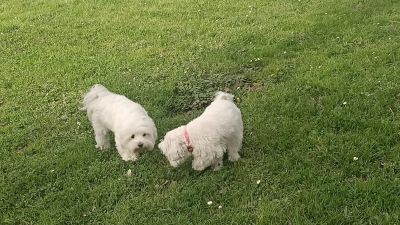 Perros en un parque. / Foto: Europa Press