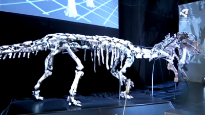 El esqueleto original, único en el mundo, del dinosaurio anquilosaurio 'Europelta carbonensis'