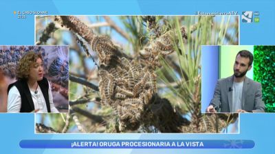 ¡Precaución con la Procesionaria!