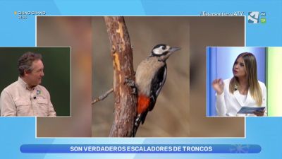 Pájaro carpintero