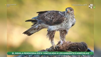 Águila perdicera