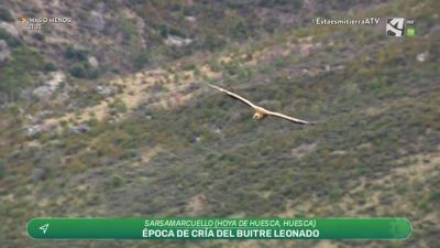 Buitre leonado