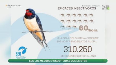 Golondrinas, aviones y vencejos