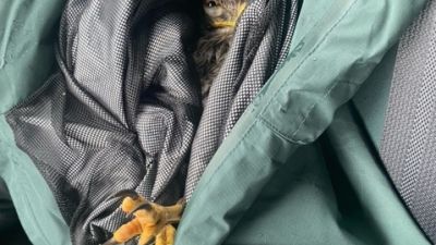 El ejemplar de águila ratonera tras rescatado por los agentes. / Guardia Civil Huesca.