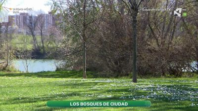Bosques de ciudad
