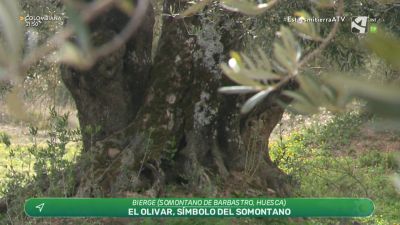 Oliveras del Somontano