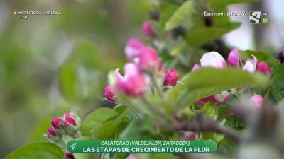 Estadíos fenológicos de los frutales