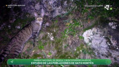 Gato Montés