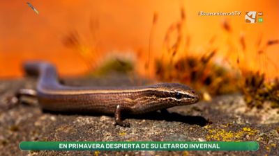 Eslizón, un lagarto muy discreto