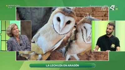 Preservación de la Lechuza