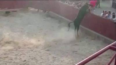 Momento en el que la vaquilla saltó la barrera de la plaza de toros de Longares, este domingo por la tarde.