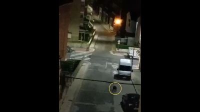 Imagen del jabalí en la calle Valle de Tena de Sabiñánigo.