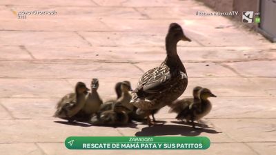 Patos al agua