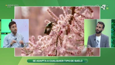 Tamarix