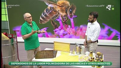 Día Mundial de las Abejas