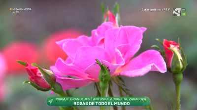 La vuelta al mundo en 80 rosas