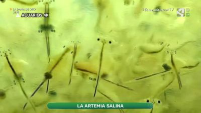 Artemia salina