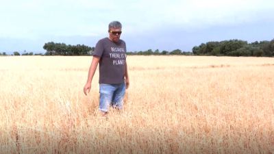 Daños en el cultivo de cereal de secano en el Somontano.