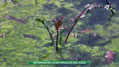 Plantas acuáticas