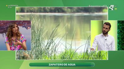 Zapatero de agua