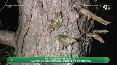 Mariposa isabelina