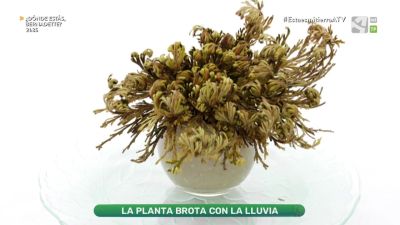 Rosa de Jericó
