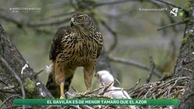 Rapaces forestales