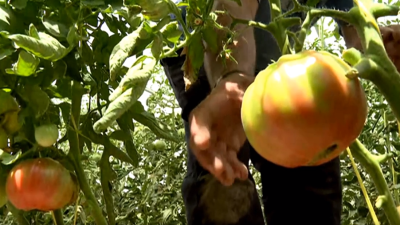 El calor ha adelantado la maduración de la campaña de tomate rosa de Barbastro.