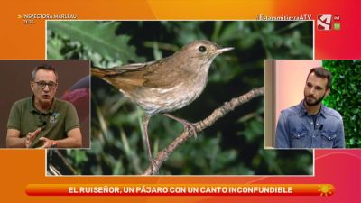 Ruiseñor