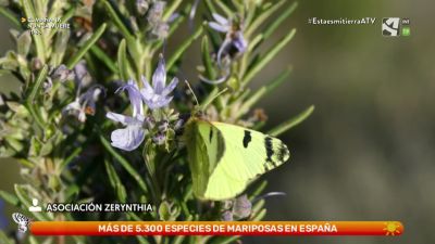 Azufrada ibérica