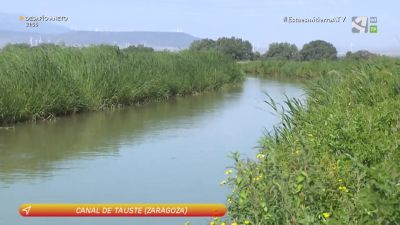 Canal de Tauste