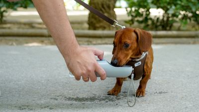 Imagen de archivo de un perro bebiendo agua en un parque. / Europa Press