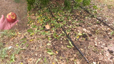 Un campo de melocotones de Calanda dañado por el granizo y efecto de la piedra en la propia fruta. / J. A. C.