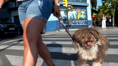 Los veterinarios piden responsabilidad y prudencia para no exponer a nuestras mascotas a las horas de máximo calor.