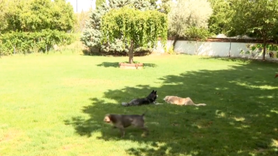 Muchos dueños deciden dejar a su mascota en una de las residencias aragonesas habilitadas para animales de compañía.