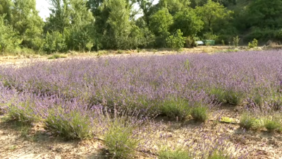 Campo de lavanda en Teruel.