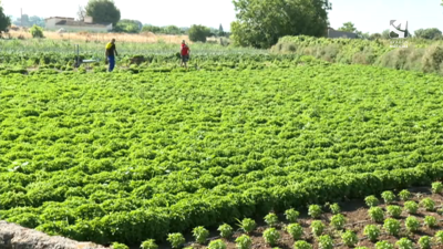 Huerta de albahaca en Huesca.
