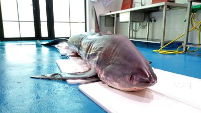 Tiburón zorro llegado desde San Sebastián.