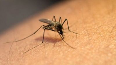 Un mosquito. / EP.