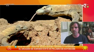 Dragón de Komodo