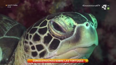 Tortugas