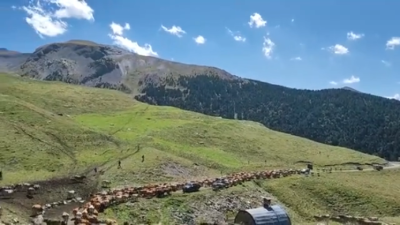 Casi un millar de vacas y terneros se trasladan desde los prados de Ardonés hasta el valle de Estós./ Juan Manuel Lamora.
