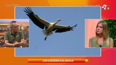 Cigüeñas blancas