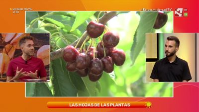 Caducas, perennes, vivaces o anuales