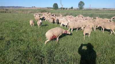 Se trata del segundo ataque en la misma localidad en menos de una semana. / Asaja Aragón