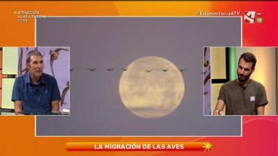 Las migraciones de las aves