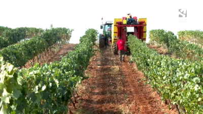 Vendimia en los campos de Calatayud.