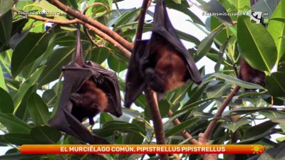 Murciélagos